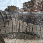 Orto Negato